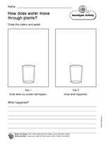 How Does Water Move Through Plants?